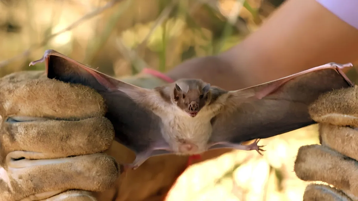 Produtores do Amapá entram em alerta contra surto de raiva transmitida por morcegos