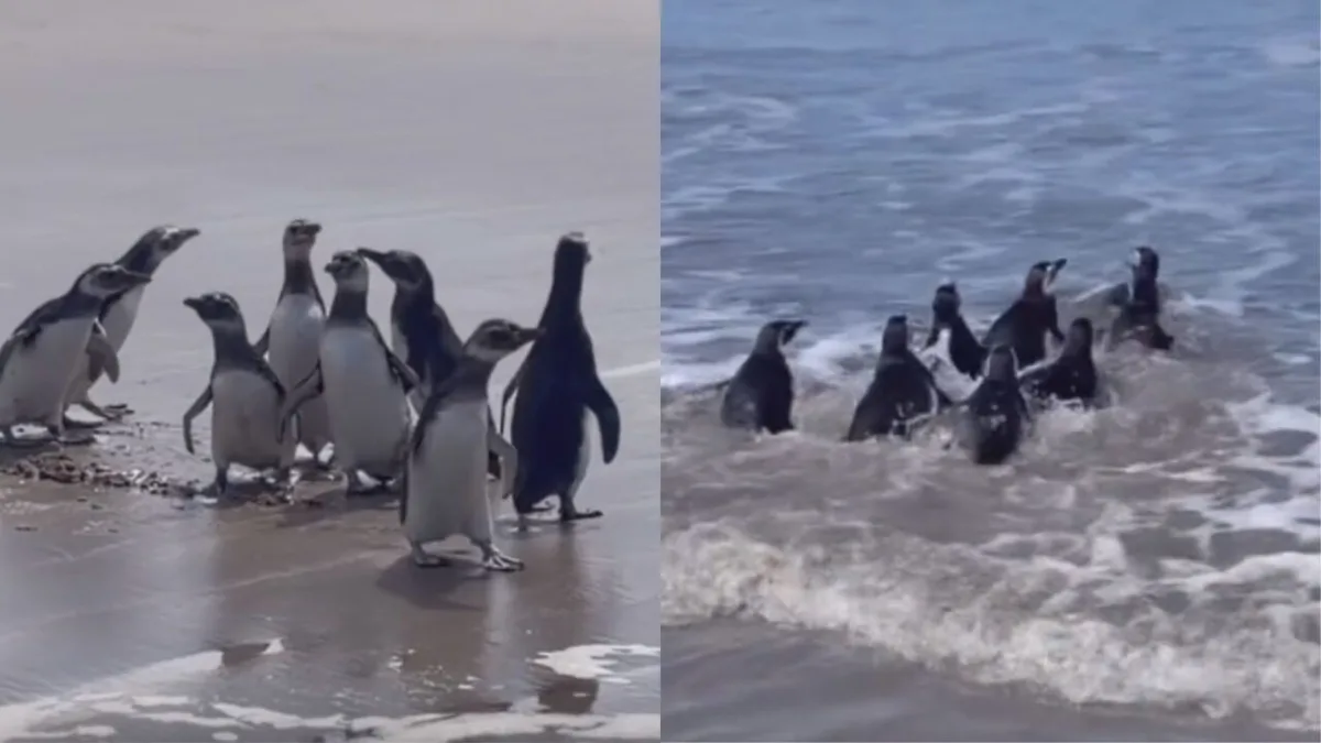 Após reabilitação, grupo de pinguins retorna ao oceano no Paraná; VÍDEO