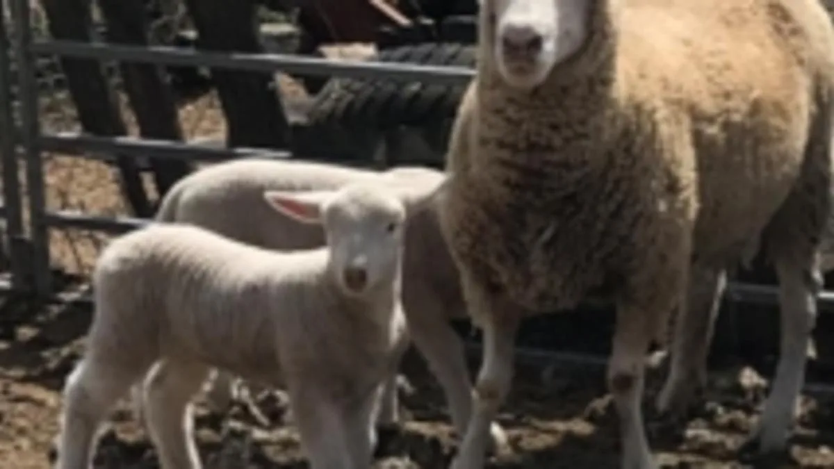 Sheep deliberately injured, two die from injuries on rural property in Canberra: Cops