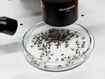 'Mosquito toilet' reveals virus never before seen in US may be silently spreading
