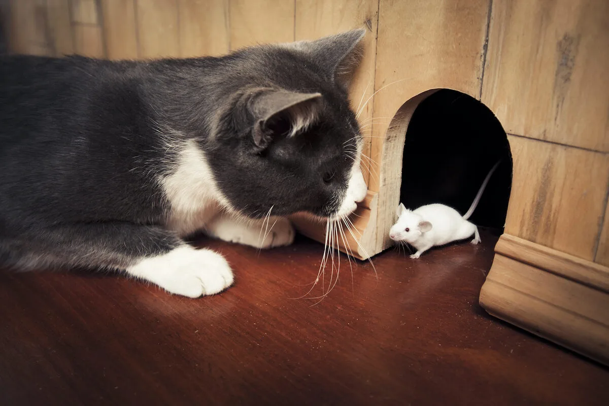 Porque é que os gatos levam animais mortos para casa? Não são presentes