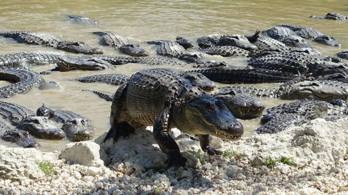 Florida's alligators create ponds that help wildlife survive droughts