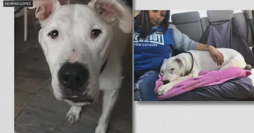 LAPD dog shootings raise questions about police tactics, best practice