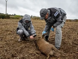 VIDÉO. « C’est vraiment mystérieux » : la mort inexpliquée de cinq sangliers dans un champ du Maine-et-Loire