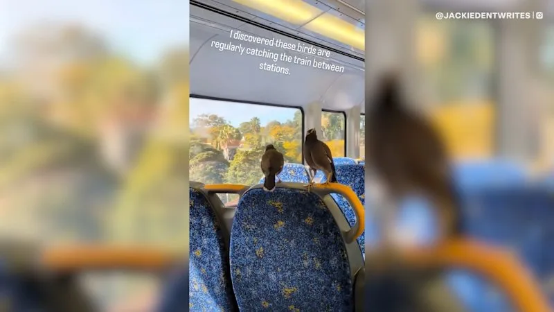Myna birds filmed taking the train like regular Sydney commuters