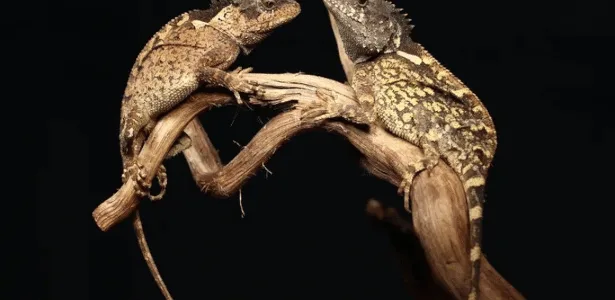 Nova espécie de lagarto é batizada com nome de dragão de Game of Thrones