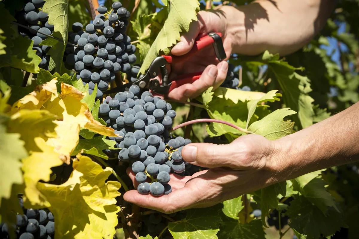 La vendimia más temprana de la historia, con el precio de la uva por debajo de lo que cuesta recogerla: el calor acelera la crisis del vino español