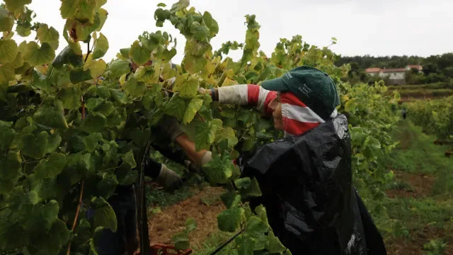 Com chuva a vindima também se faz e inclui lanche, vinho e convívio