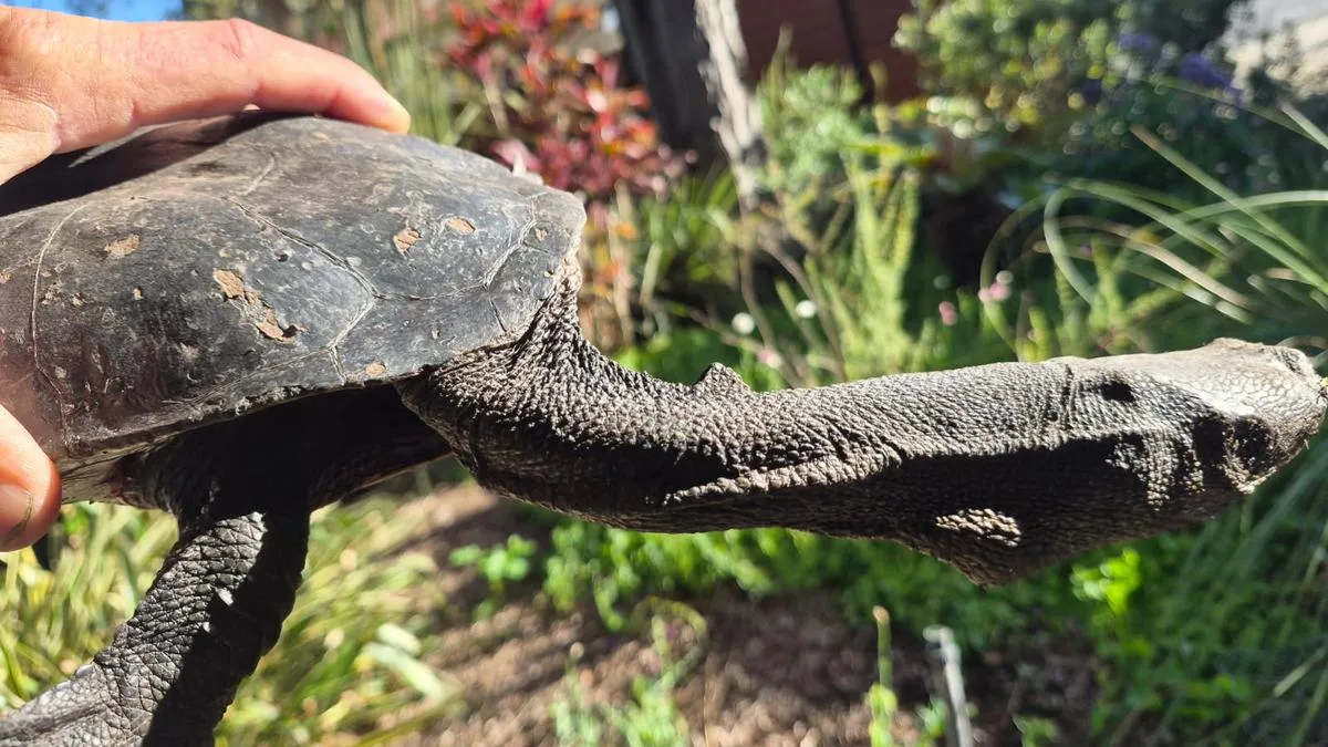 Western suburbs locals urged to drive slow in turtle nesting season as population numbers fall