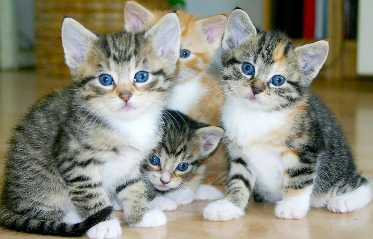 Chat, chien, perruche… « 20 Minutes » lance sa nouvelle rubrique dédiée aux animaux de compagnie