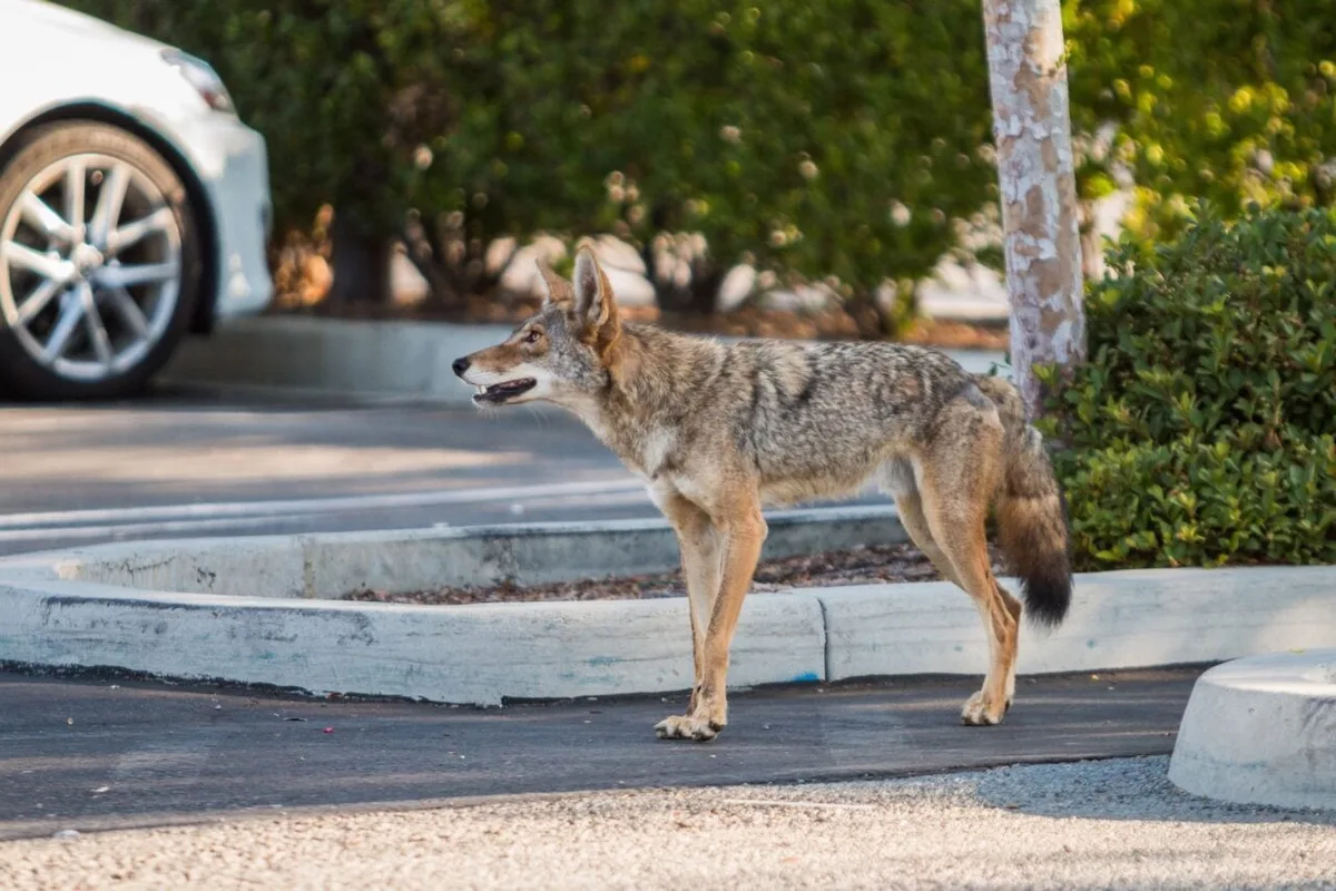 Seattle Has 9 Times More Coyotes Than Nearby Wilderness. Here’s Why