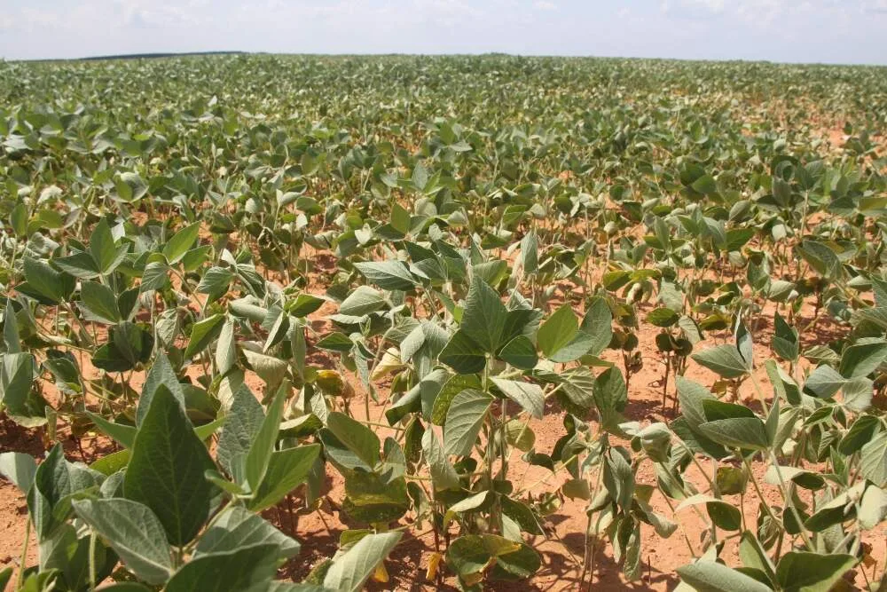 Esperar El Niño chegar pode ser tarde para evitar perdas, alerta Embrapa
