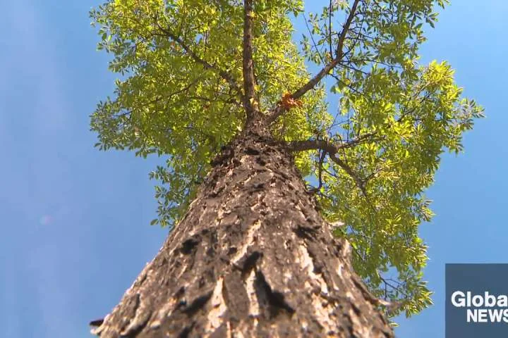 New beetle species linked to rise in Dutch elm disease in Edmonton trees
