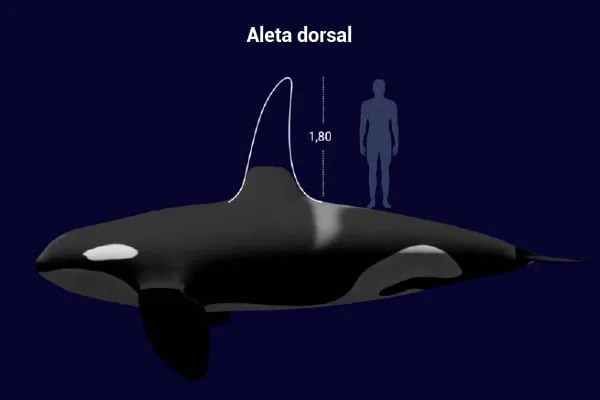 Kshamenk, la orca de Mundo Marino, vivió 33 años confinada en un circuito de piletas