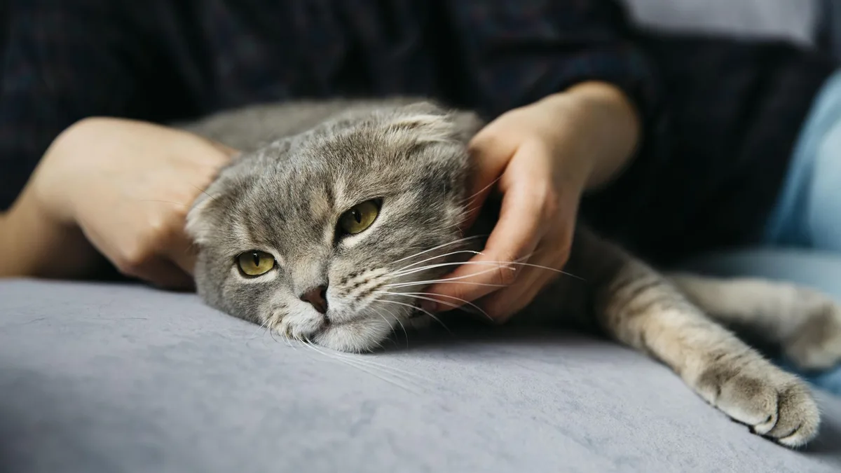 Carlos Gutiérrez, veterinario: “Muchos dueños confunden el dolor de sus gatos con un simple cambio de carácter”