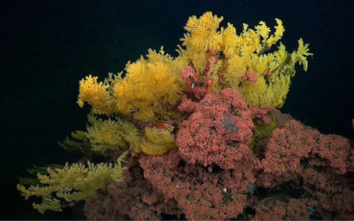 Descobertas “árvores douradas” nas profundezas do Oceano Pacífico