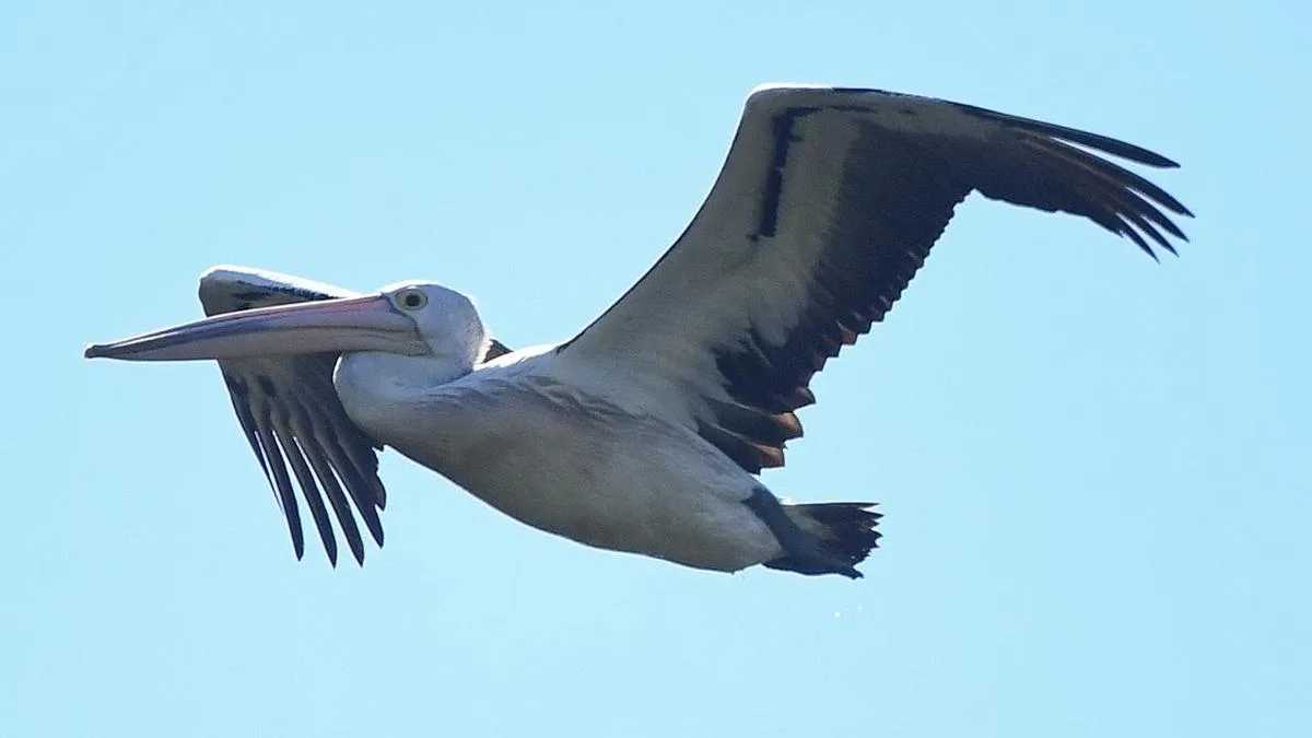 First pelican falls to bird flu, another sea lion dies