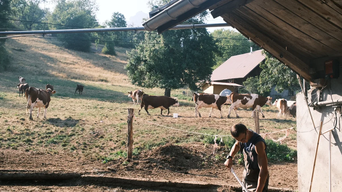 "Un matin, plus une goutte d'eau, les vaches ne pouvaient pas boire": la fabrication du reblochon menacée par la canicule