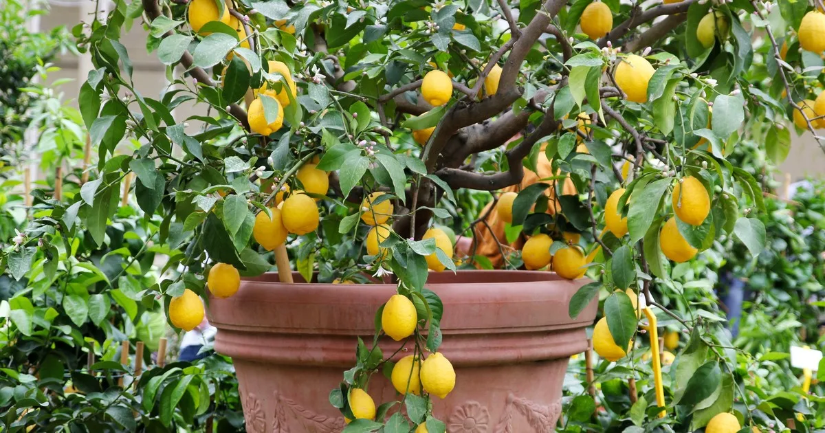 Lo dice un jardinero: “Un limonero explota de frutas cuando crece hacia afuera y para eso hay que podarlo así en primavera”