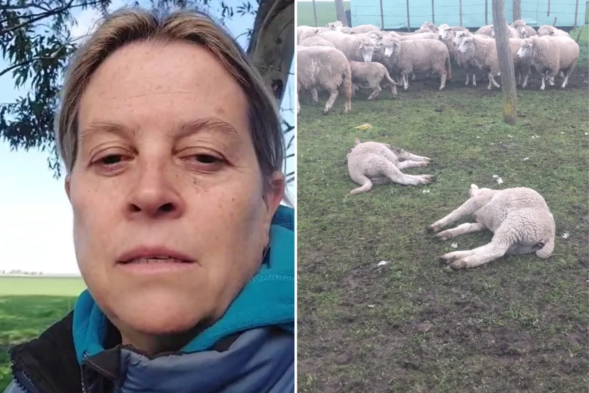 “Es tremendo”: los pumas ya mataron más de 100 ovejas en una región y una familia vive asustada