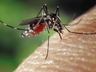 Des cas humains d’infection au virus du Nil occidental détectés en Maine-et-Loire et en Loire-Atlantique