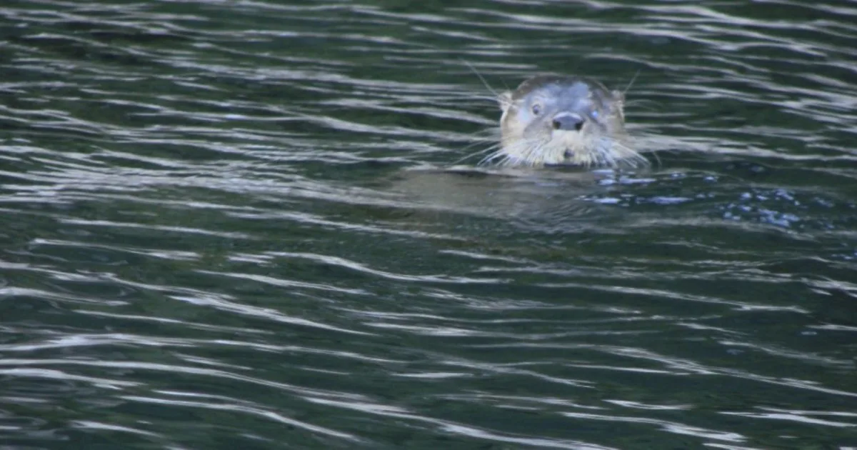 Cómo vive el huillín, el animal más esquivo de los lagos de Chubut