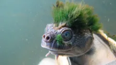 Como a Austrália, conhecida por sua fauna exuberante, tornou-se o epicentro das extinções no planeta