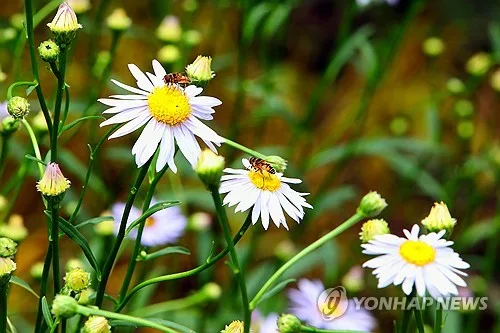 [내일날씨] 완연한 초가을…최대 15도 일교차 유의