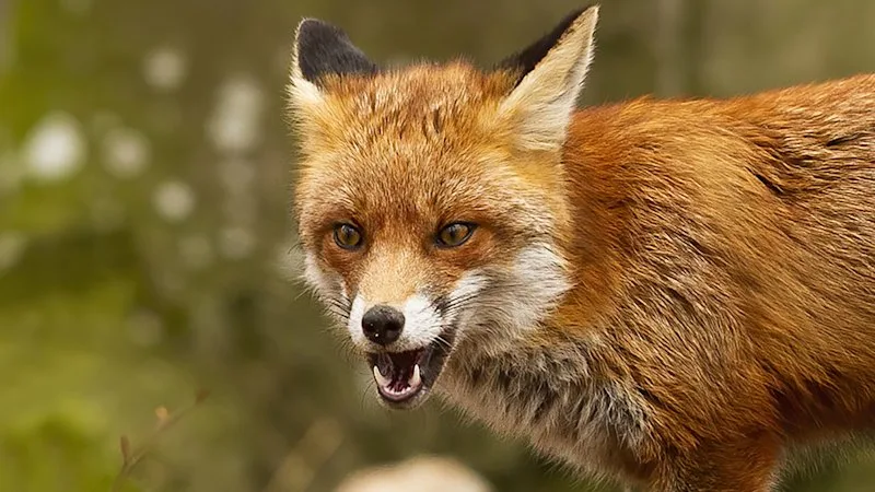 Smart traps and AI baits: The high-tech push to target Australia’s foxes