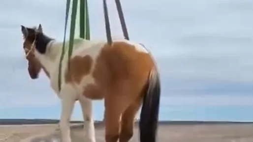 Video: ciego, anciano y atrapado entre rocas, cómo fue el rescate de un caballo abandonado en Río Negro
