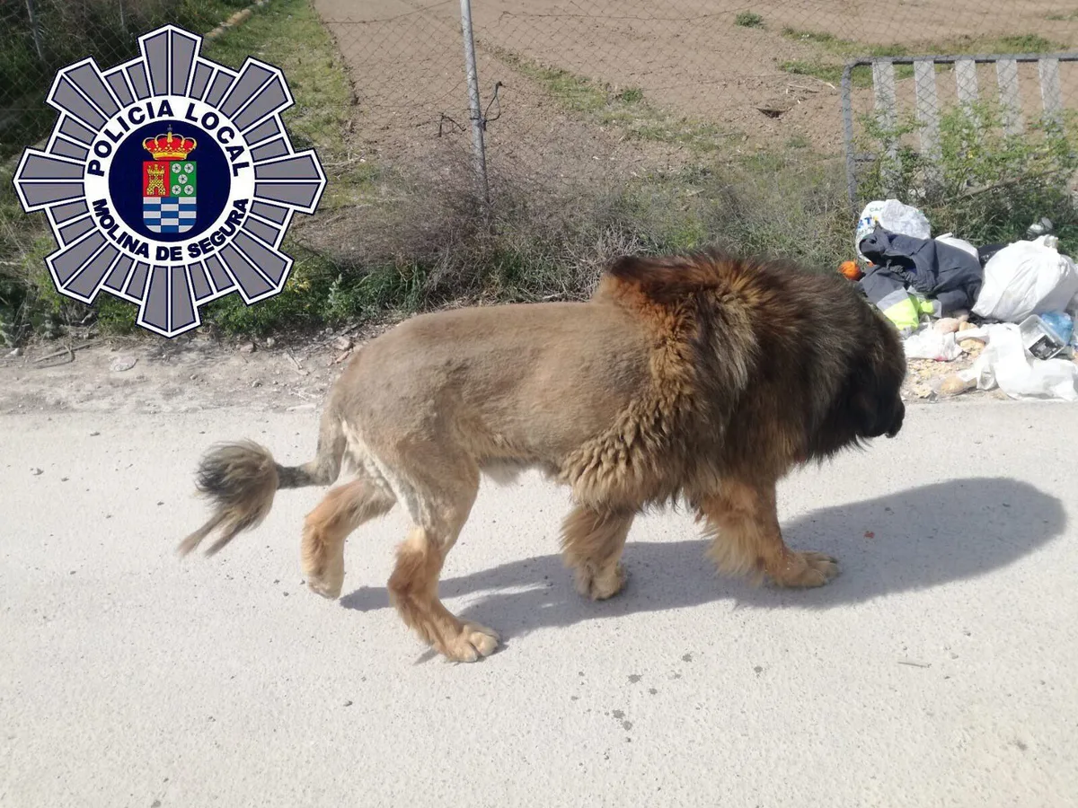 “Hemos visto muchos docus de fauna africana”: cuando se avistan leones, cocodrilos y panteras que resultan ser perros, nutrias y gatos