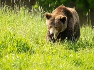 Martha, l’une des plus vieilles ourses en captivité au monde, est morte à 40 ans dans ce refuge