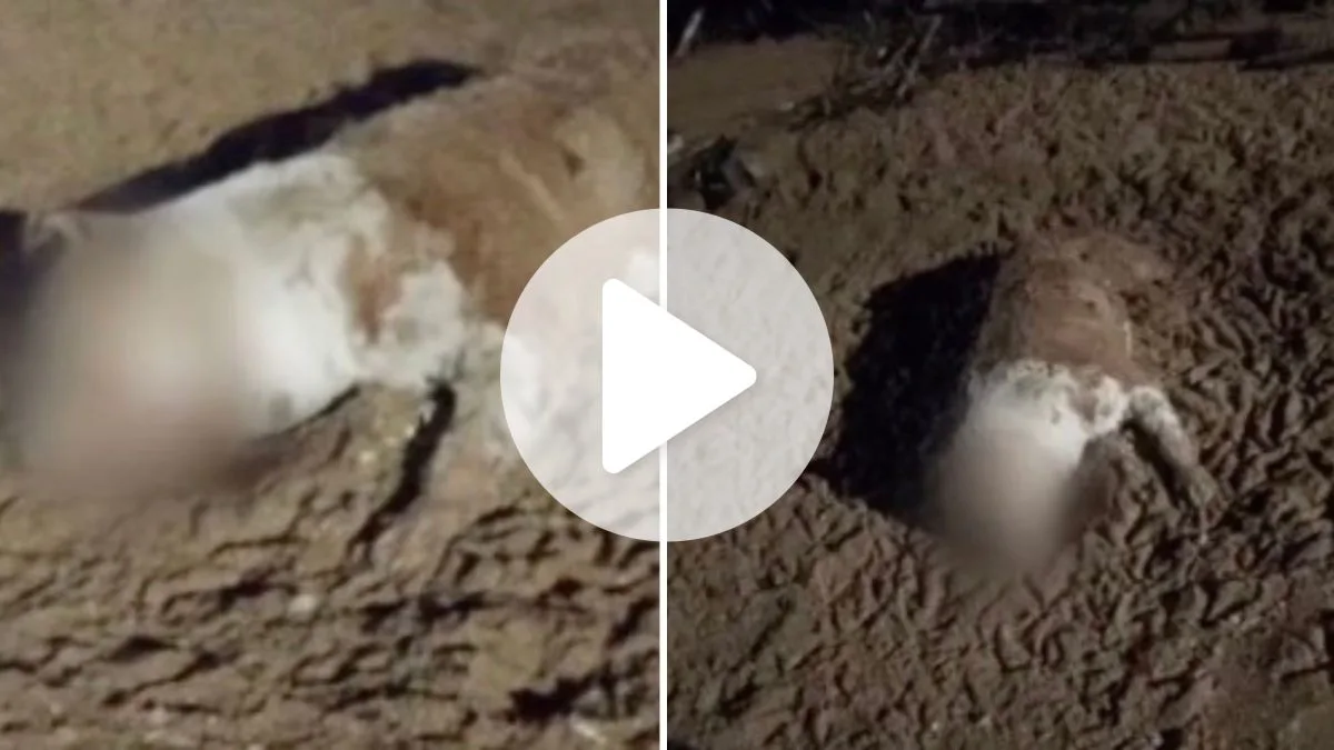 Cheiro forte revela cachorro morto com as patas decepadas e olhos costurados em praia de SC