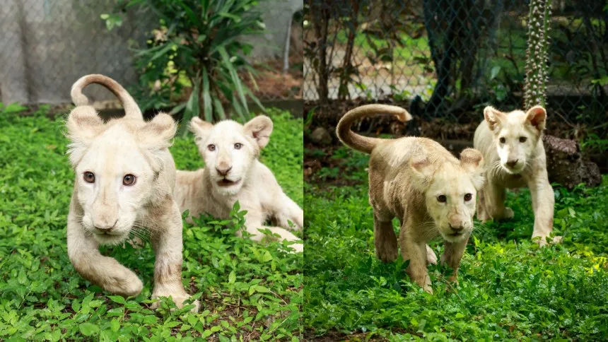 ¡La espera terminó! Leones del zoológico de Maracay están listos para recibir visitantes