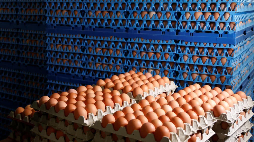 L'Europe obligée d'importer des œufs face à une consommation qui explose