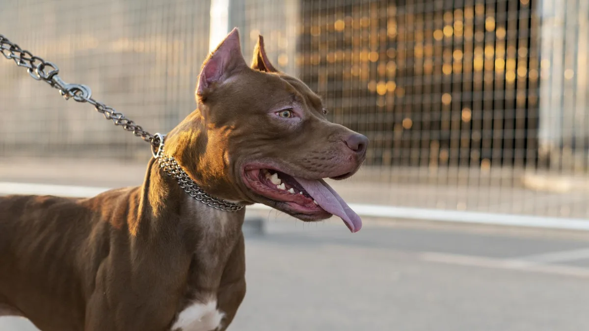 Entró en vigor: la Ley de Bienestar Animal prohíbe a los dueños de perros usar collares eléctricos, de castigo o ahogo