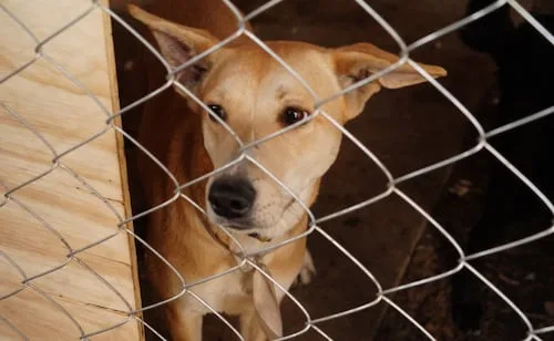 Gobierno de la CDMX traslada a 156 perros al Refugio Franciscano; este lunes 14 de septiembre inicia programa de adopción