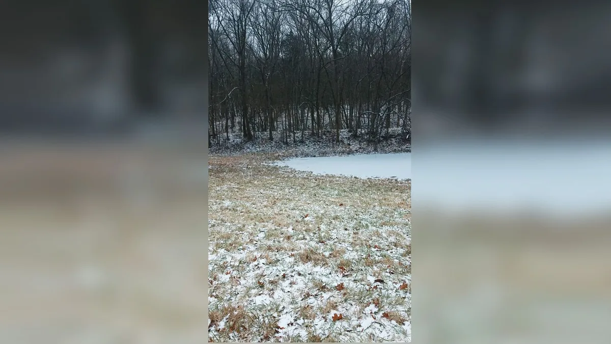 Schneller Augentest: Finden Sie den (gut versteckten) Husky im Bild?