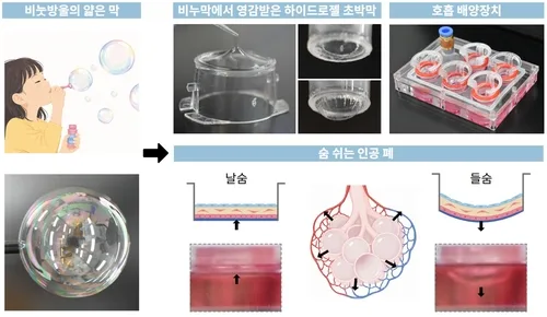 바이러스 감염 반응까지 재현…포스텍 ‘숨 쉬는 인공 폐’ 개발