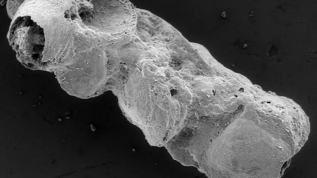 Why fossilized feces from ancestors of modern animals help us understand Earth’s early ecosystems