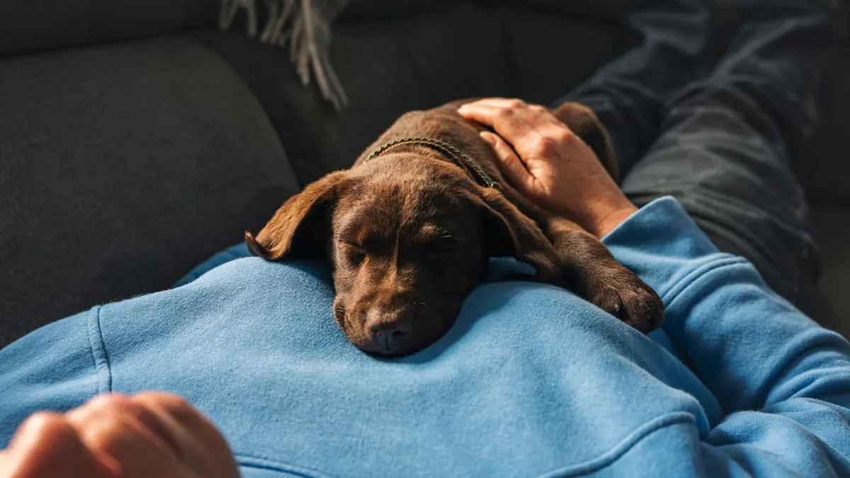 Kuscheln oder Machtspiel? - Was Ihr Hund sagen will, wenn er auf Ihnen liegt