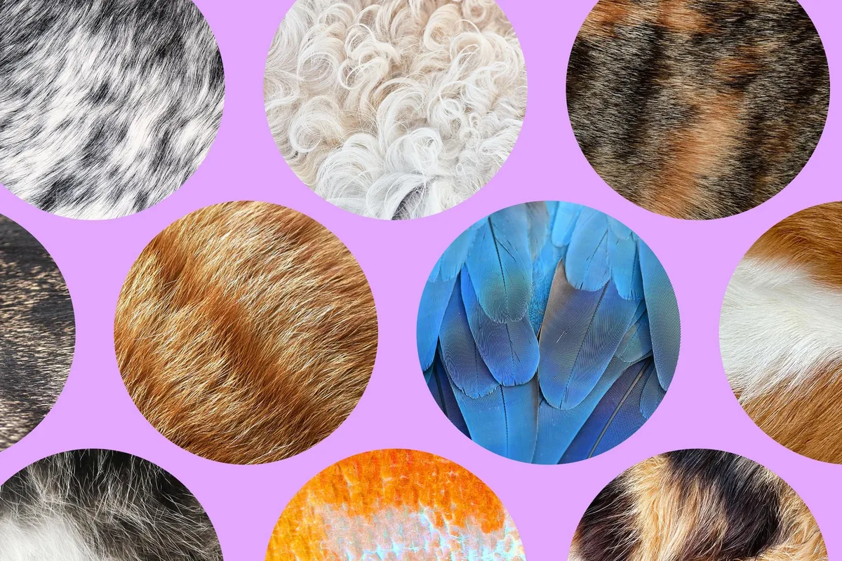 The Verge Guide to Pets