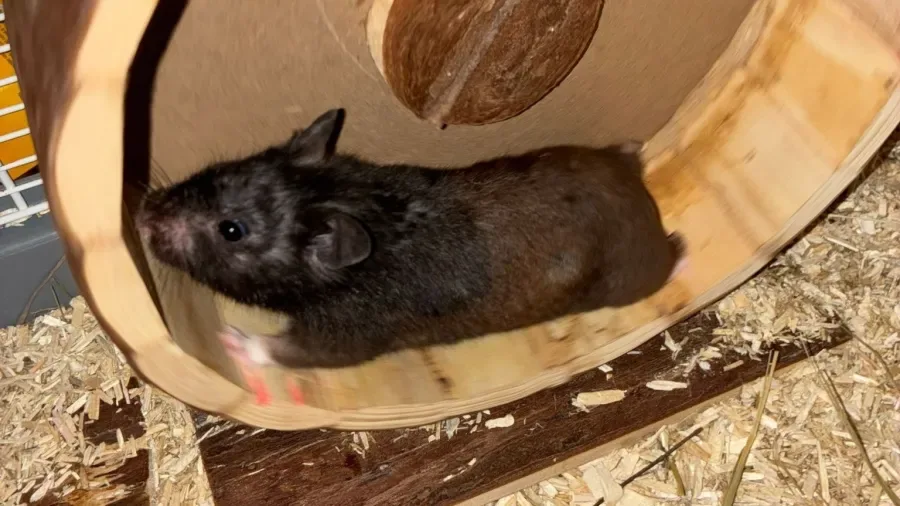 Hamster de 10 meses supera corredores humanos em distância semanal