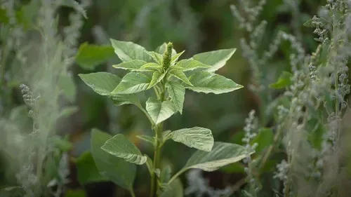 El Nino prep: 13 drought-resistant crops South Africans can grow to fight food insecurity