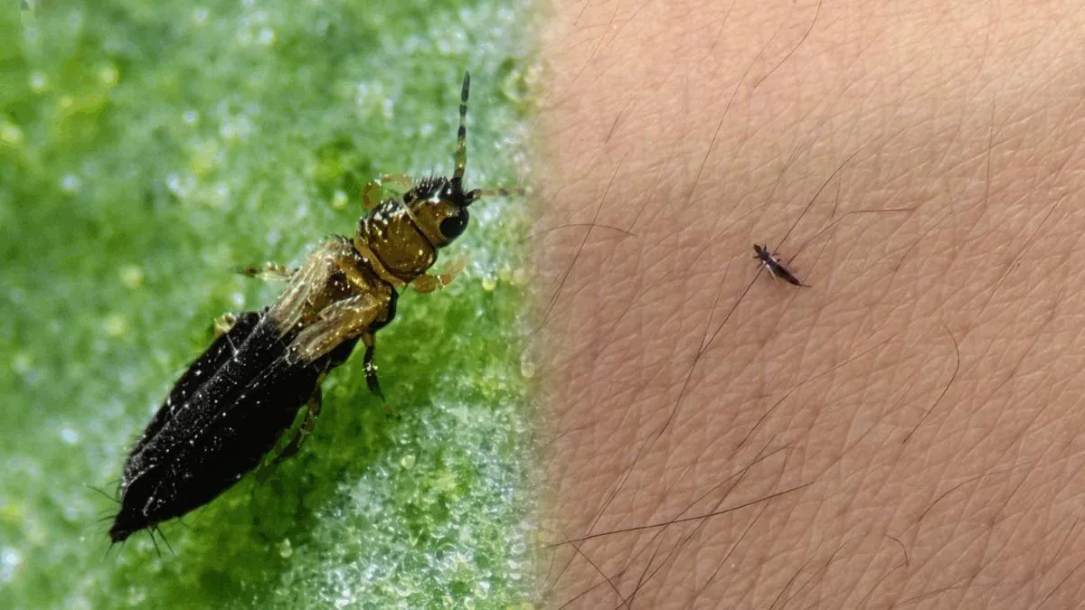 ¿Qué son los trips?... y qué tan peligrosos son los pequeños insectos que invaden la CDMX