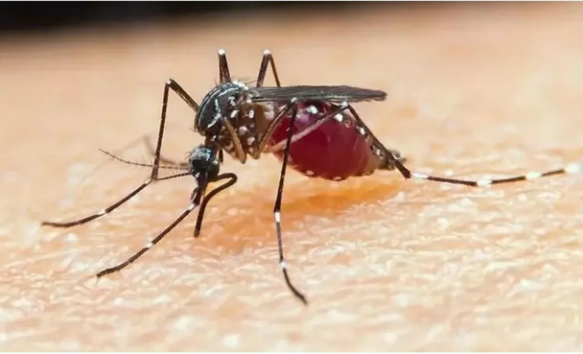 Malária se concentra na Amazônia e expõe desigualdades de saúde