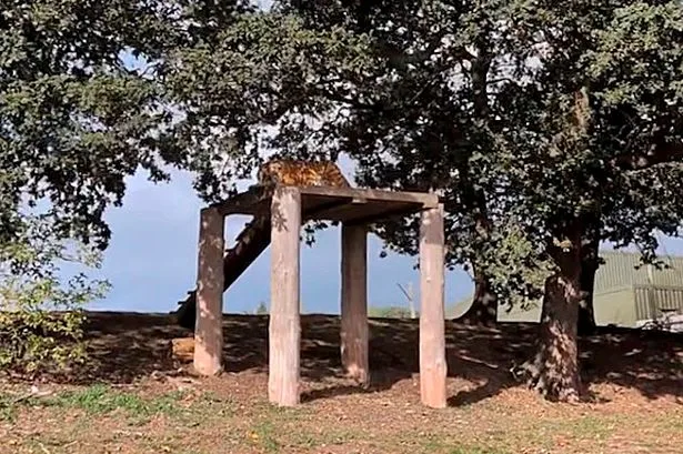 Chilling moment tiger attack victim William Chapman films himself walking towards animal