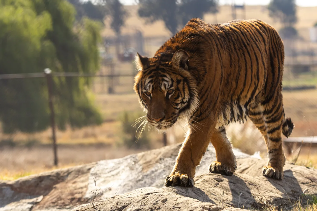 “Profundamente emocionante”: los primeros pasos en libertad de los 30 leones y tigres rescatados del exzoológico de Luján