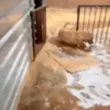 Goldens ficam em meio à água barrenta após canil alagar durante chuva