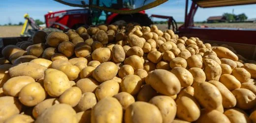 Statistisches Bundesamt: Die deutschen Bauern haben nun teurere Kartoffeln